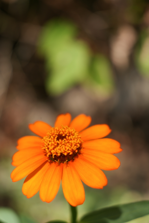 SONY α7CR + FE 28-60mm F4-5.6 + MEIKE MK-S-AF3B 16mm