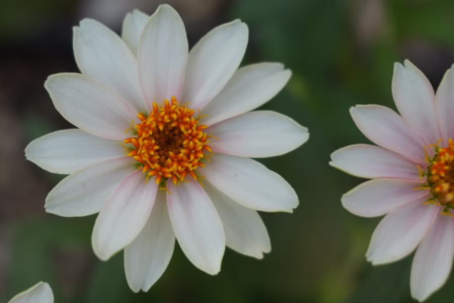 SONY α7CR + FE 28-60mm F4-5.6 + MEIKE MK-S-AF3B 16mm
