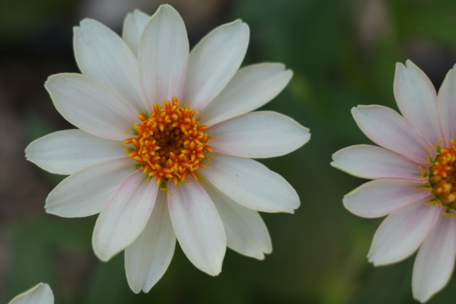 SONY α7CR + FE 28-60mm F4-5.6 + MEIKE MK-S-AF3B 16mm