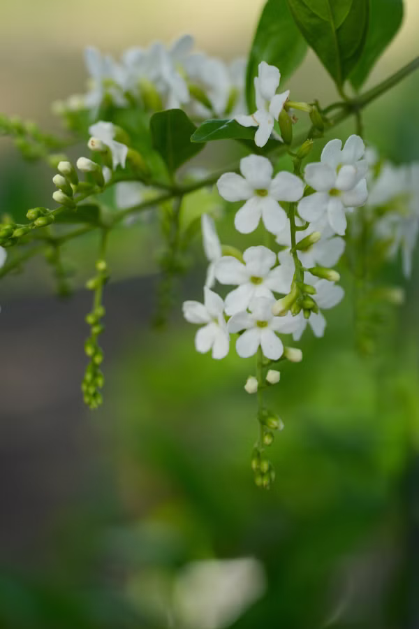 SONY α7 CR + TAMRON 25-200mm F/2.8-5.6 Di III VXD G2