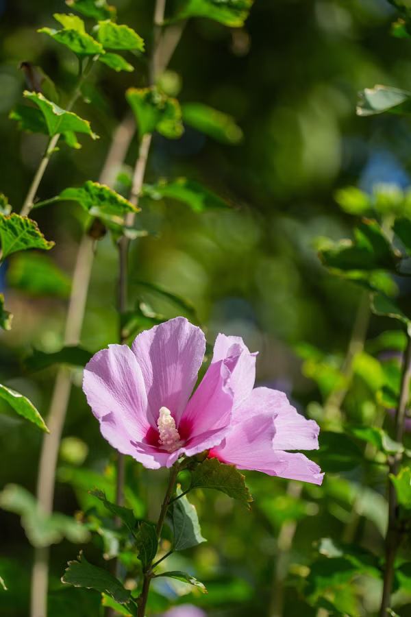 SONY α7 CR + TAMRON 25-200mm F/2.8-5.6 Di III VXD G2