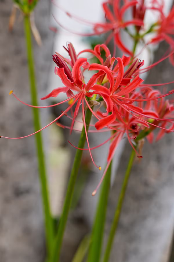 SONY α7CR + FE 20-70mm F4 G