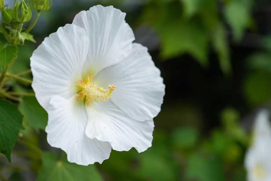 SONY α7CR + FE 20-70mm F4 G