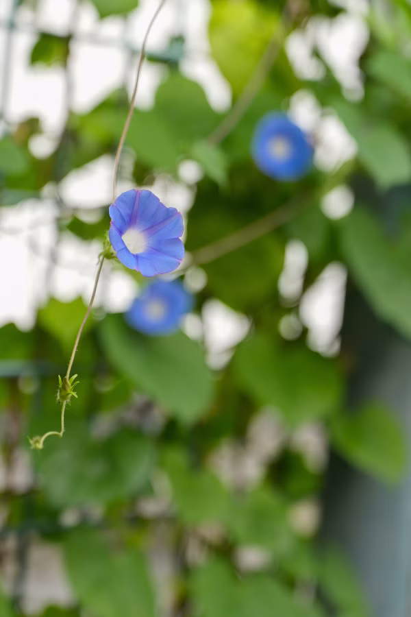 SONY α7CR + FE 20-70mm F4 G