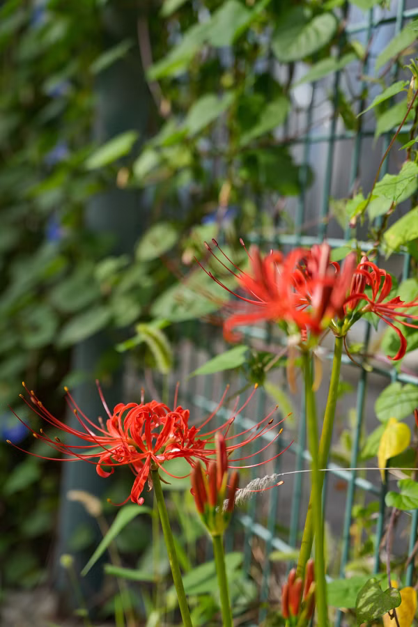 SONY α7CR + FE 20-70mm F4 G