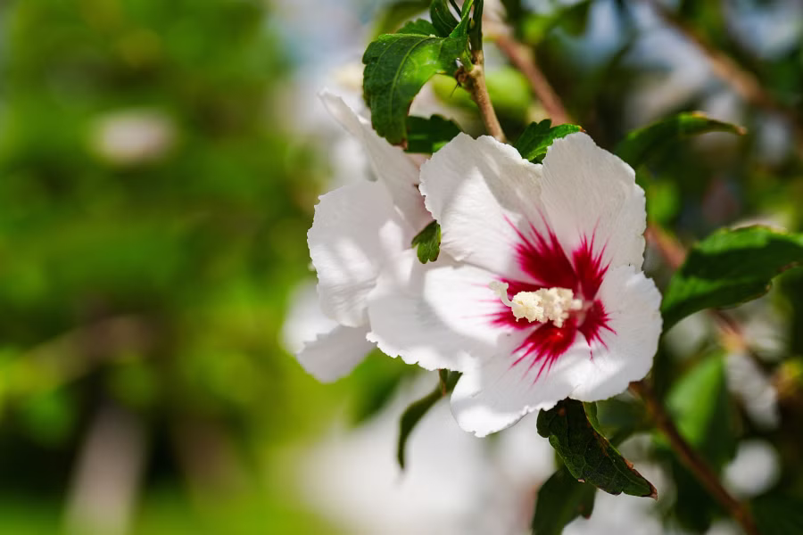 SONY α7CR + FE 20-70mm F4 G