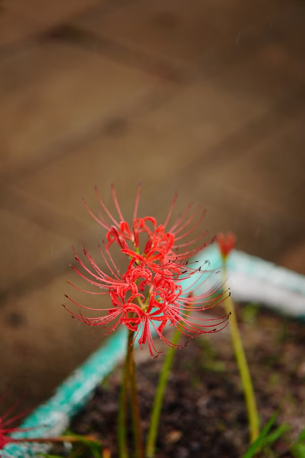 SONY α7CR + TTArtisan AF 85mm F1.8 Neo