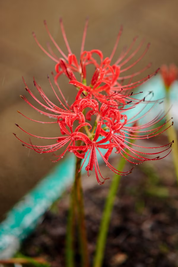 SONY α7CR + TTArtisan AF 85mm F1.8 Neo