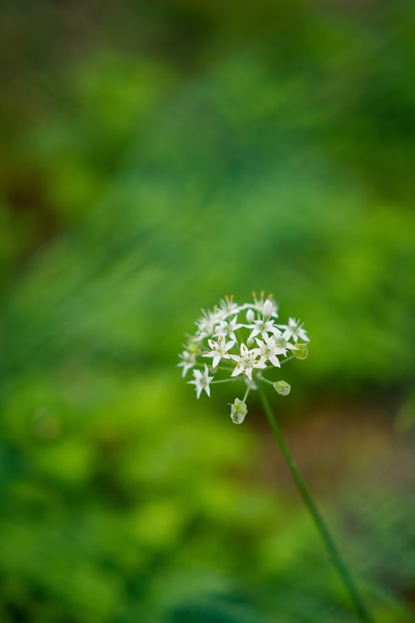 SONY α7CR + TTArtisan AF 85mm F1.8 Neo