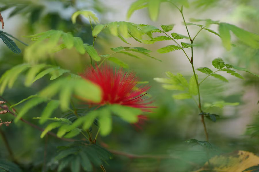 SONY α7CR + FE 85mm F1.8