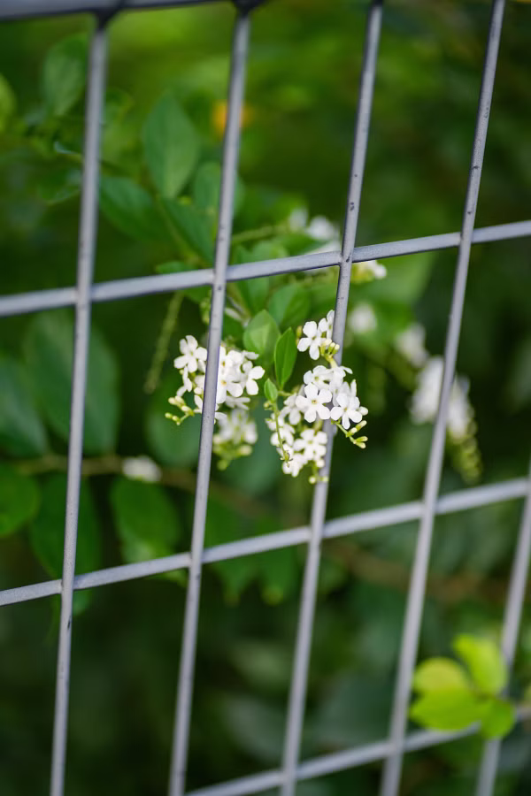 SONY α7CR + FE 85mm F1.8