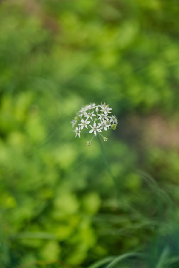 SONY α7CR + FE 85mm F1.8