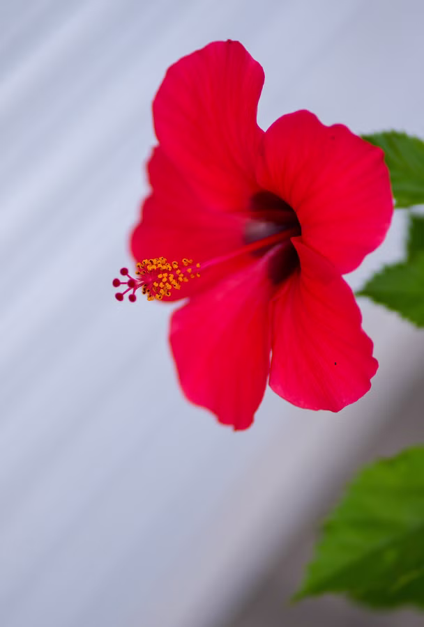 SONY α7CR + FE 85mm F1.8