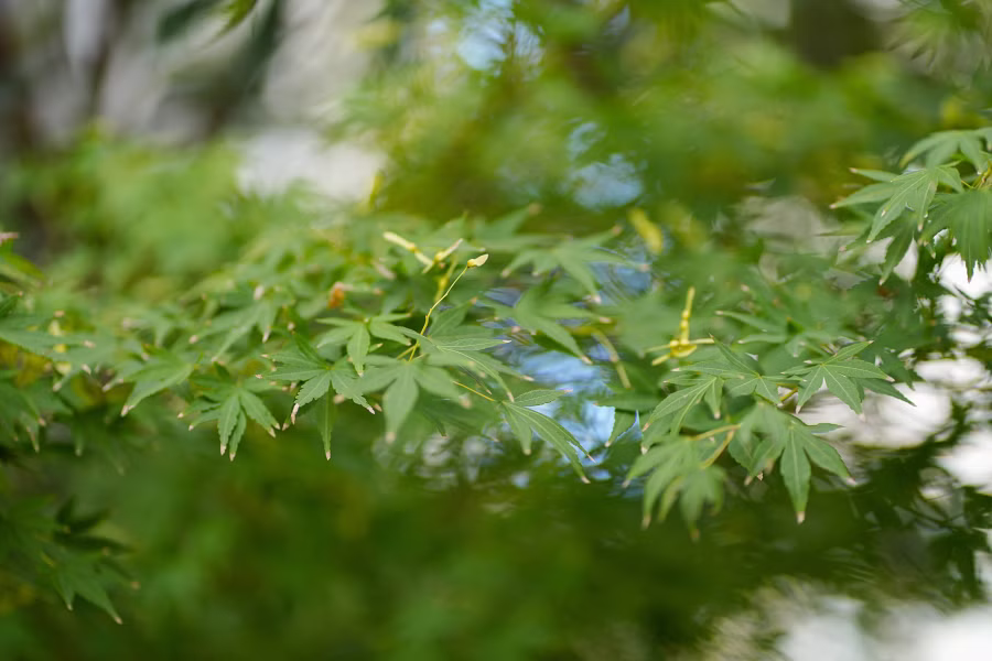 SONY α7CR + FE 85mm F1.8