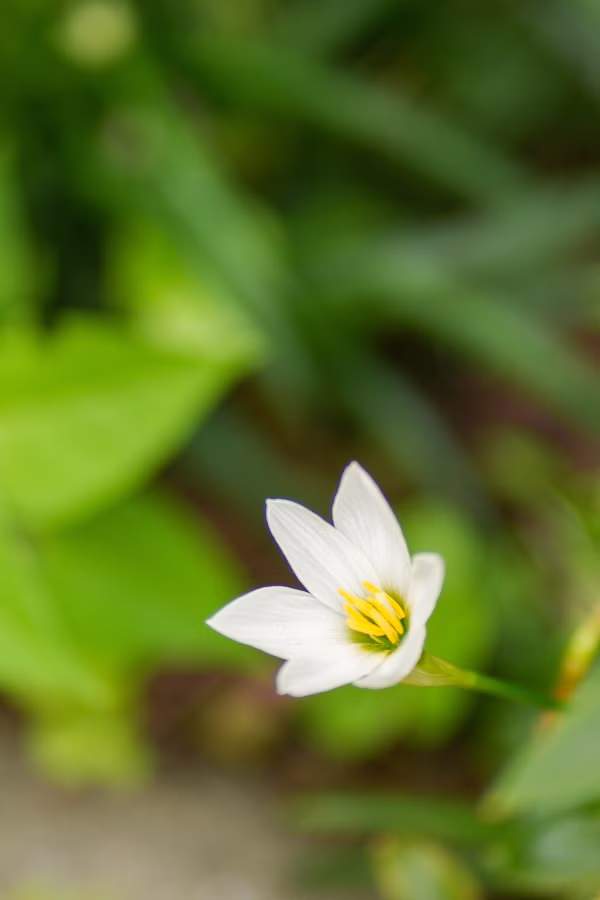 SONY α7CR + FE 85mm F1.8