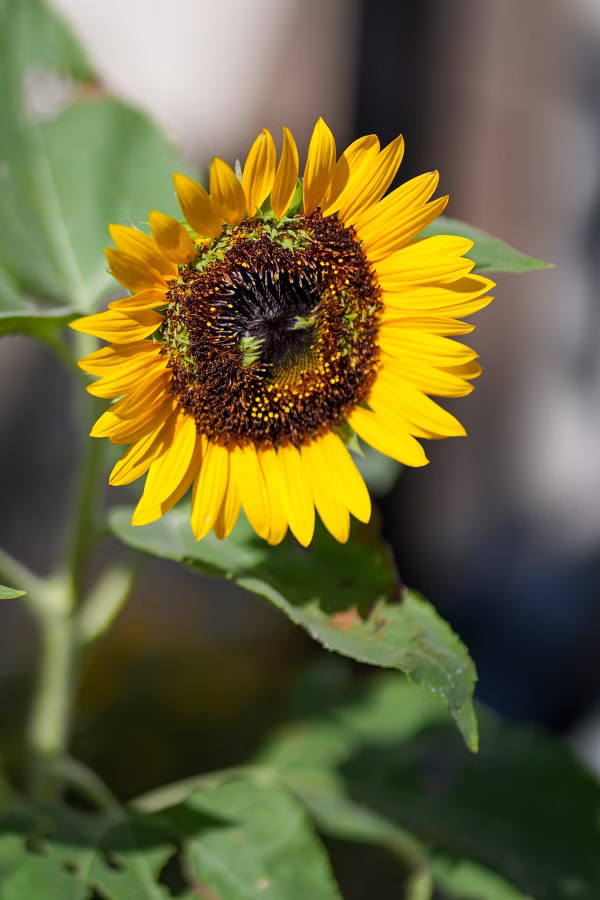 SONY α7CR + FE 85mm F1.8