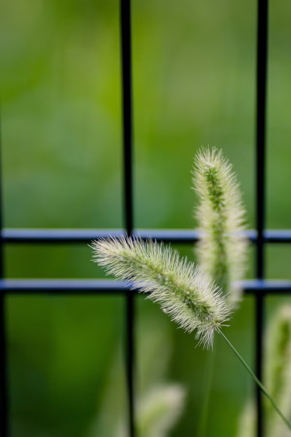 SONY FX2 + FE 85mm F1.8