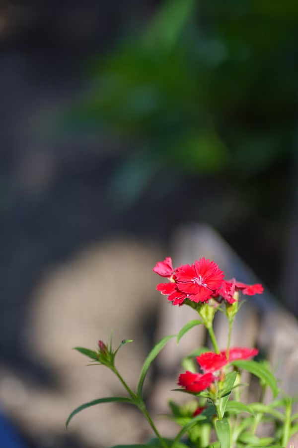SONY FX2 + FE 85mm F1.8