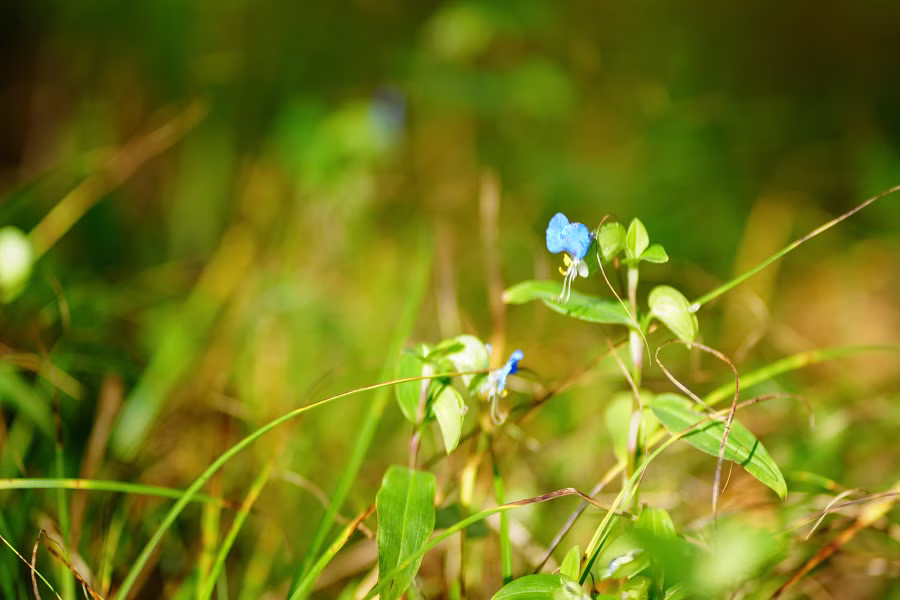SONY FX2 + FE 85mm F1.8