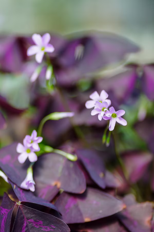 SONY FX2 + FE 85mm F1.8