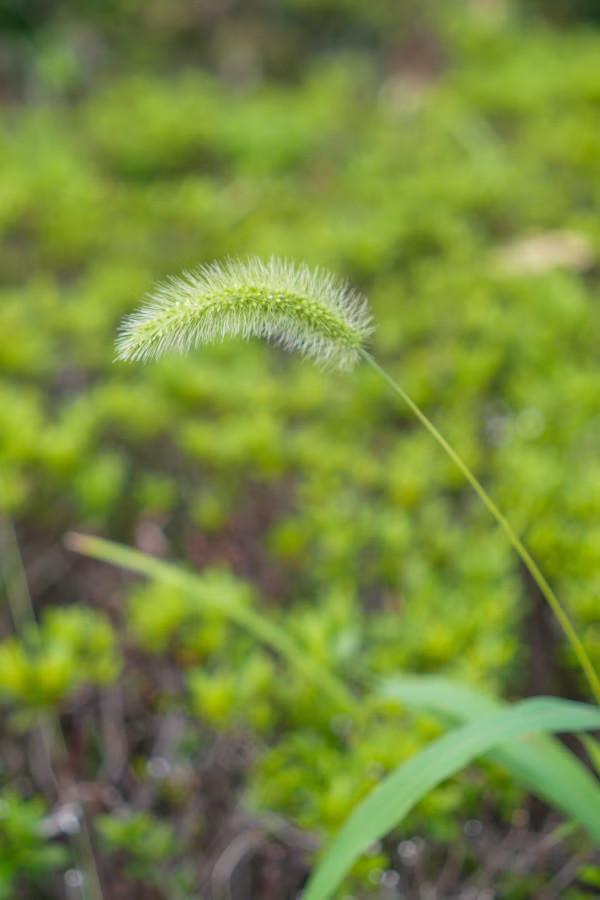 SONY FX2 + Sonnar T* FE 35mm F2.8 ZA