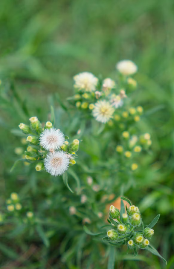 SONY FX2 + Sonnar T* FE 35mm F2.8 ZA