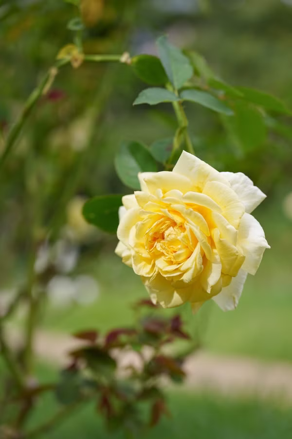 SONY FX2 + FE 20-70mm F4 G
