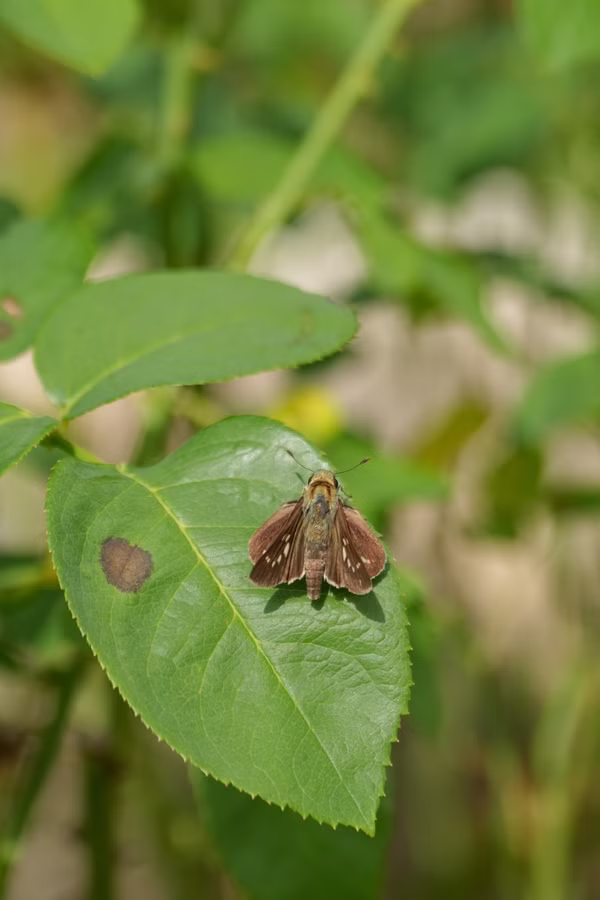 SONY FX2 + FE 20-70mm F4 G