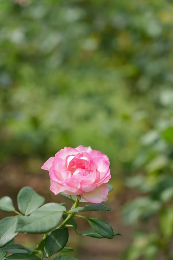 SONY FX2 + FE 20-70mm F4 G