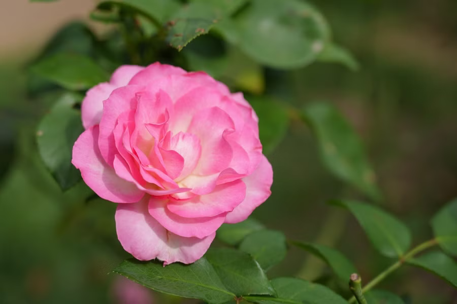 SONY FX2 + FE 20-70mm F4 G
