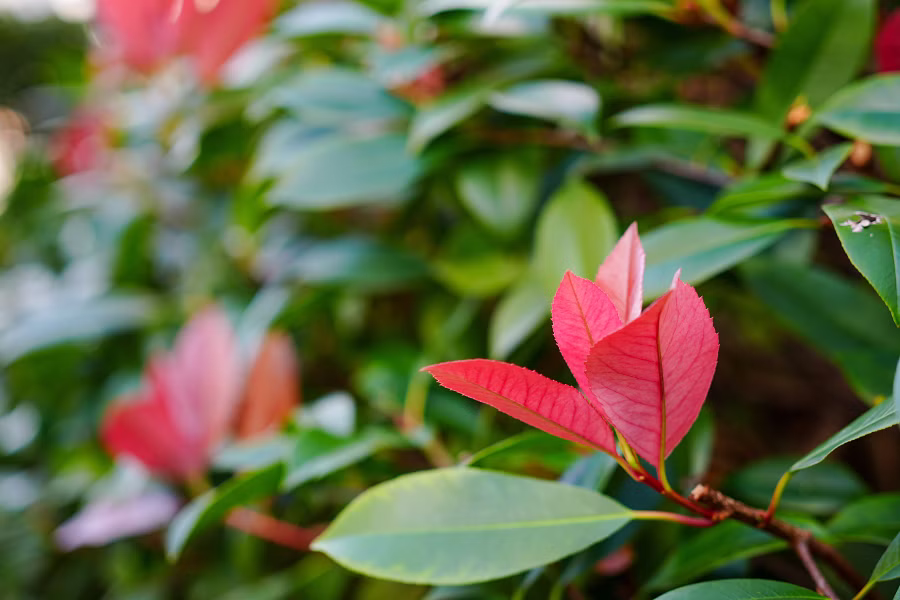 SONY FX2 + FE 50mm F2.5 G