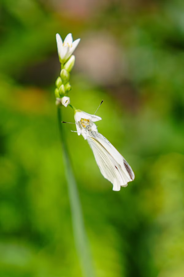SONY FX2 + FE 50mm F2.5 G