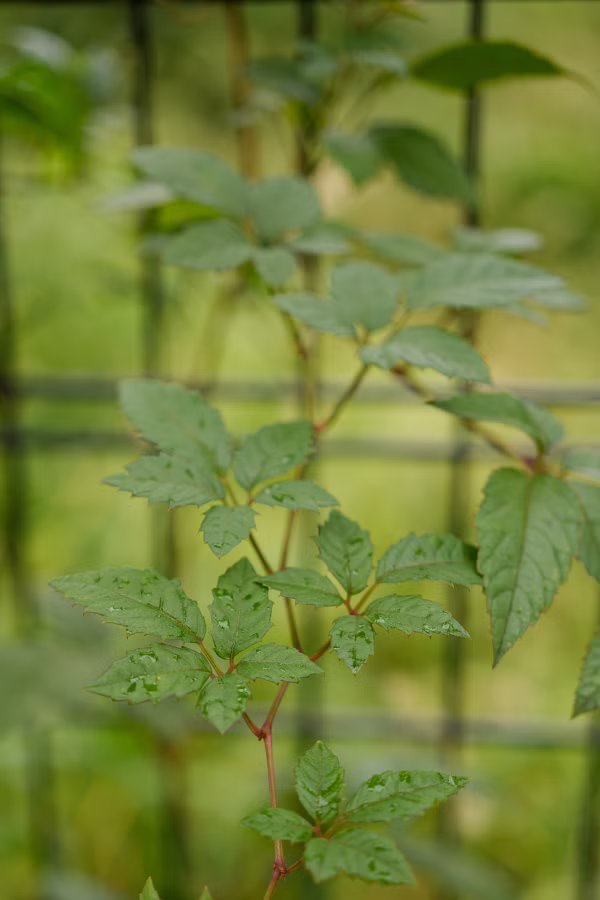 SONY α7CR + FE 50mm F2.5 G