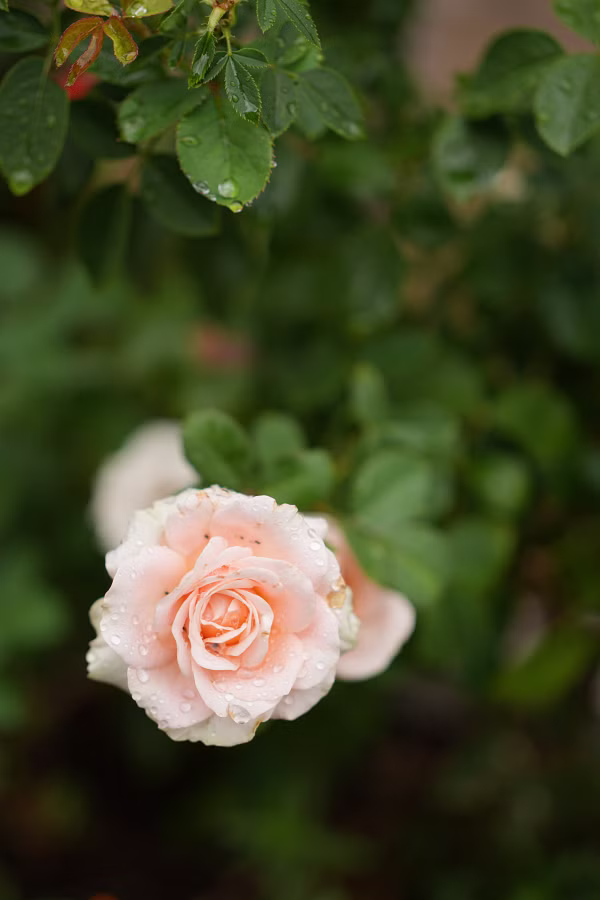 SONY α7CR + FE 50mm F2.5 G