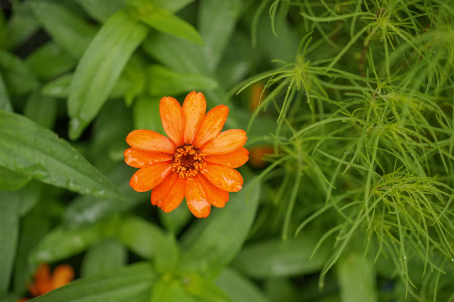SONY α7CR + FE 50mm F2.5 G