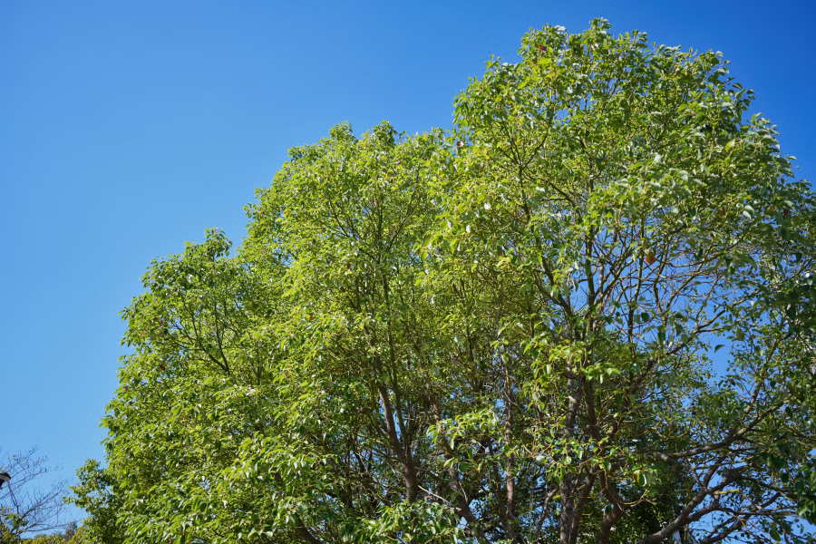 SONY α7CR + FE 24mm F2.8 G