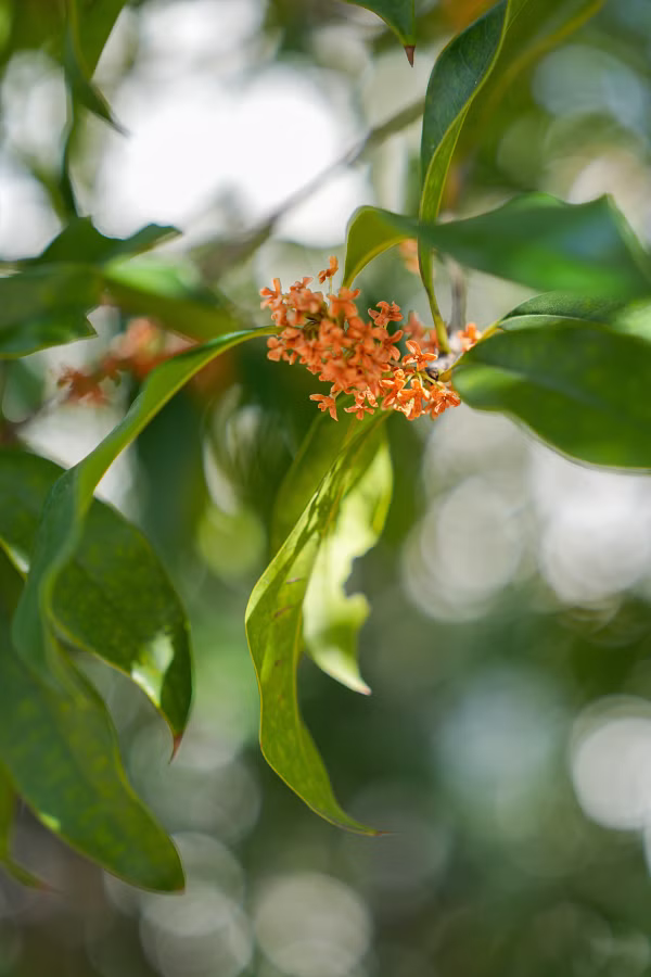 SONY α7CR + FE 24-70mm F2.8 GM II