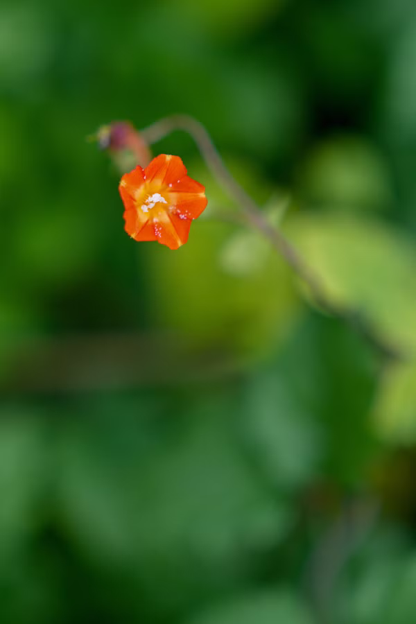 SONY α7CR + FE 24-70mm F2.8 GM II