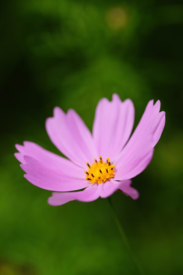 SONY α7CR + FE 100mm F2.8 Macro GM OSS