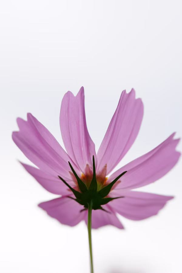 SONY α7CR + FE 100mm F2.8 Macro GM OSS