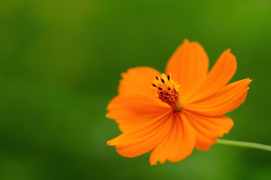 SONY α7CR + FE 100mm F2.8 Macro GM OSS