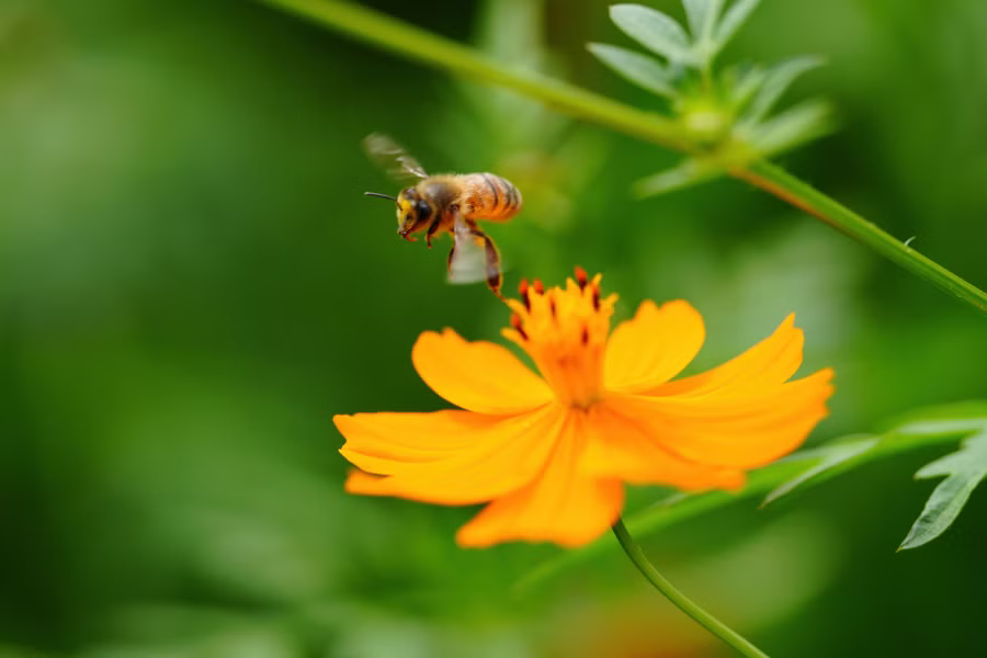 SONY α7CR + FE 100mm F2.8 Macro GM OSS