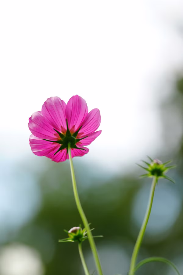 SONY α7CR + FE 100mm F2.8 Macro GM OSS