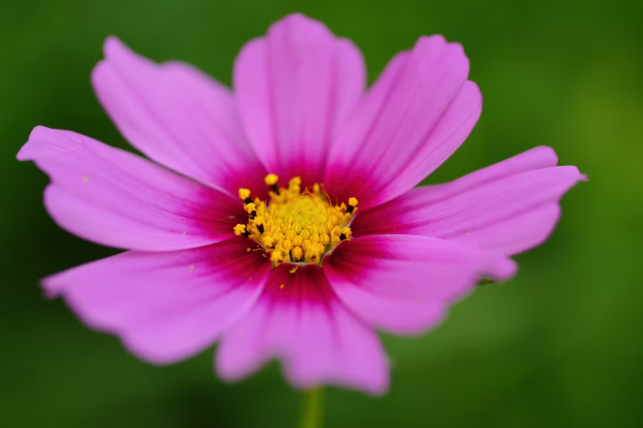 SONY α7CR + FE 100mm F2.8 Macro GM OSS