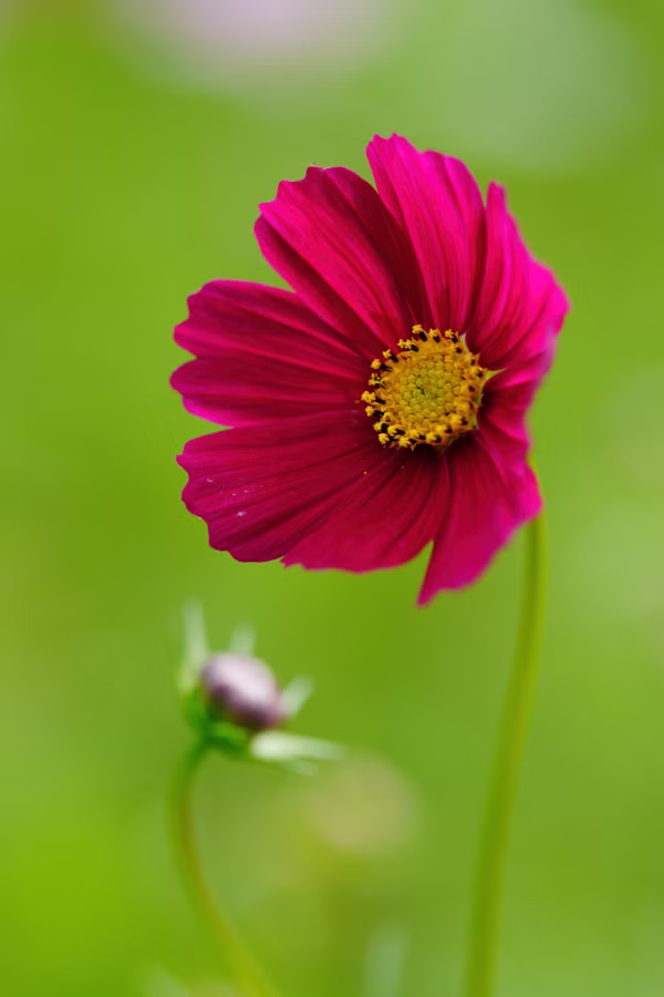 SONY α7CR + FE 100mm F2.8 Macro GM OSS