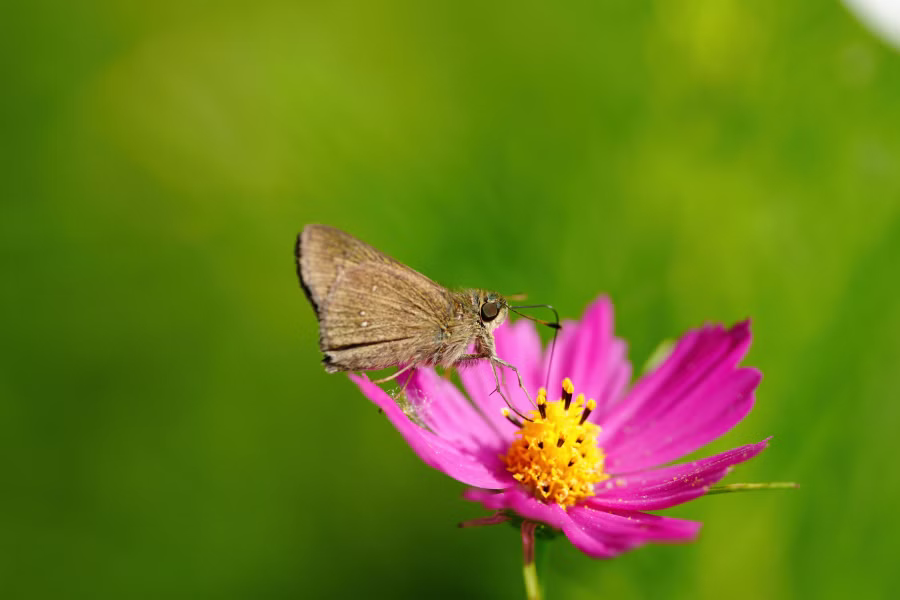 SONY α7CR + FE 100mm F2.8 Macro GM OSS