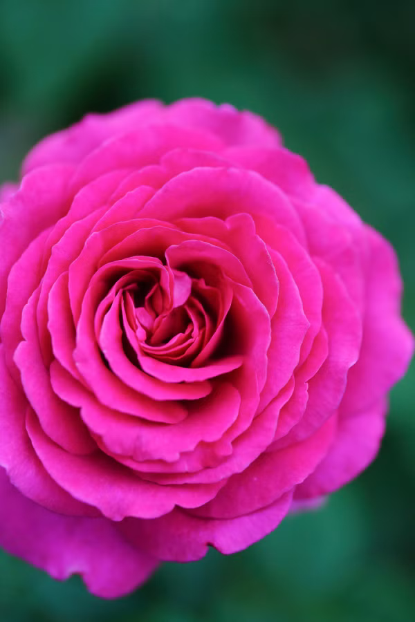 SONY α7CR + FE 100mm F2.8 Macro GM OSS