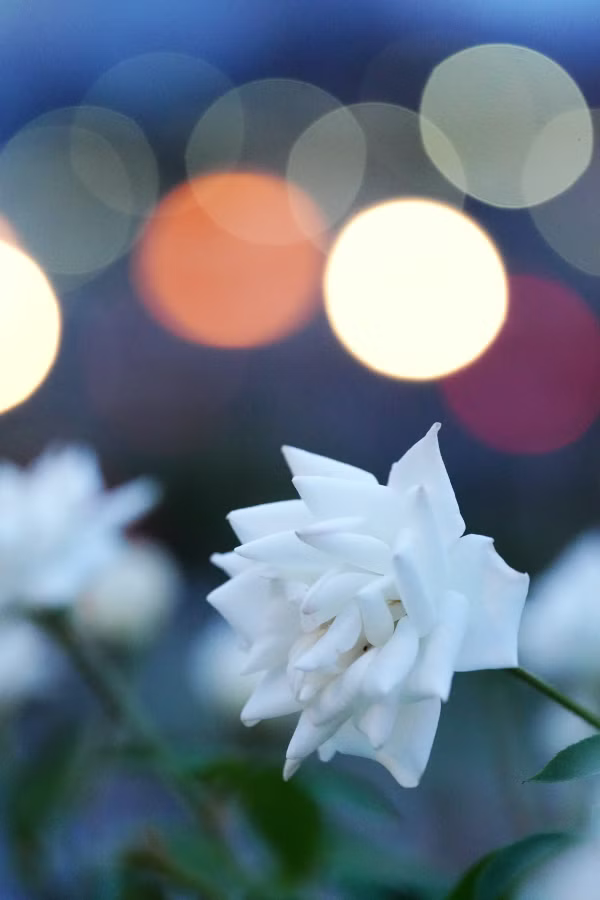 SONY α7CR + FE 100mm F2.8 Macro GM OSS