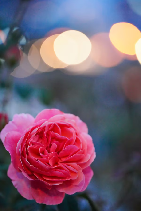 SONY α7CR + FE 100mm F2.8 Macro GM OSS