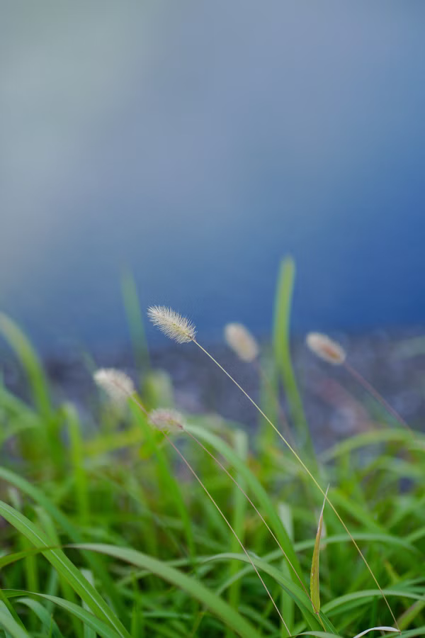 SONY α7CR + FE 85mm F1.8